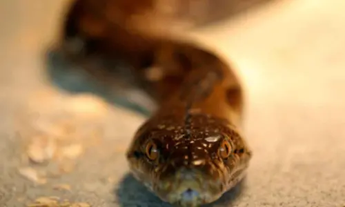 12-foot python strays into residential area in Srisailam