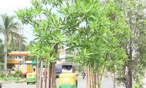 Civic agencies under fire for planting Dubai plant