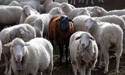 Hyderabad: Ahead of Bakrid, check-posts come under city police lens