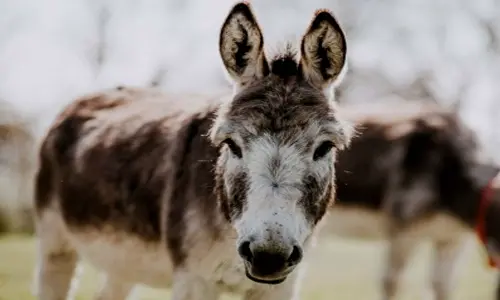 Pakistans Economic Survey reveals major increase in donkey population