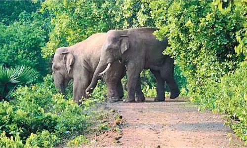 Elephants scared away by people