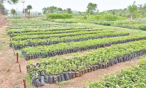 Harita haram falters in Palamuru