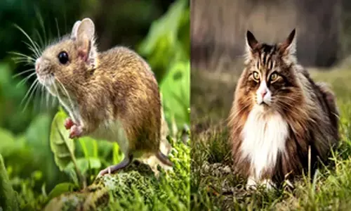 Experts express concern over bird flu spread in house mice, domestic cats in US