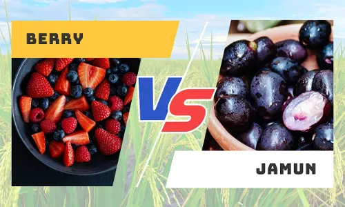 Berry vs. Jamun: Which fruit is better for health during Summer?