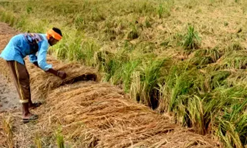 Yogi govt ramps up efforts to safeguard crops from impending monsoon floods