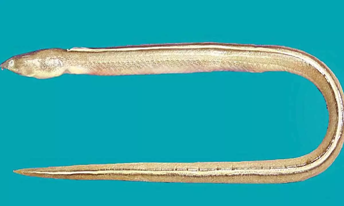 Scientists find new eel species in Odisha