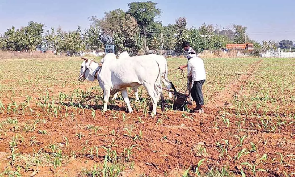 Lack of rains causes worry to farmers