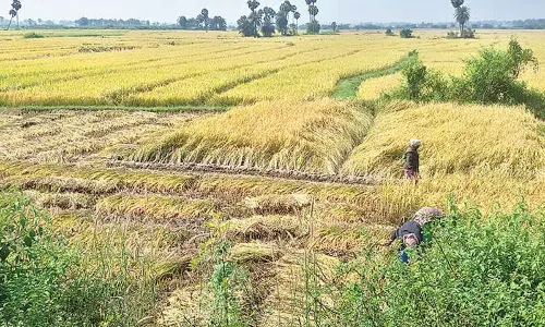 Atchanna raises hopes for development of agriculture