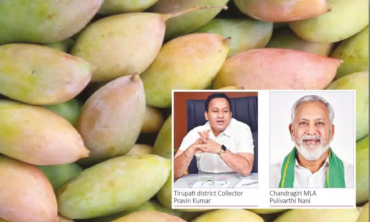 Totapuri mango price fixed at Rs 30K per ton