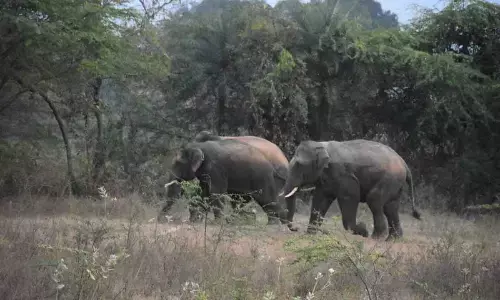 Human-elephant conflict claims another life in Chittoor dist