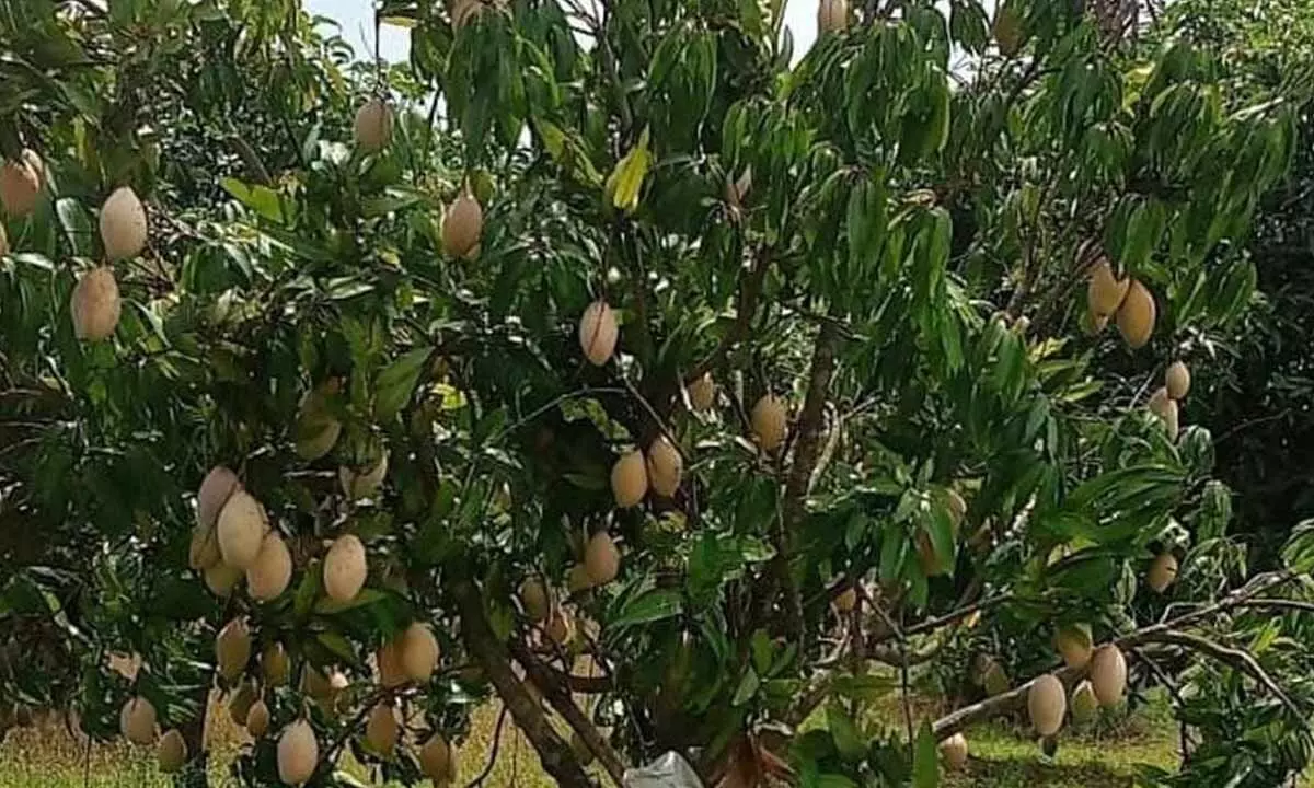 Chittoor mango farmers struggle amid price rigging