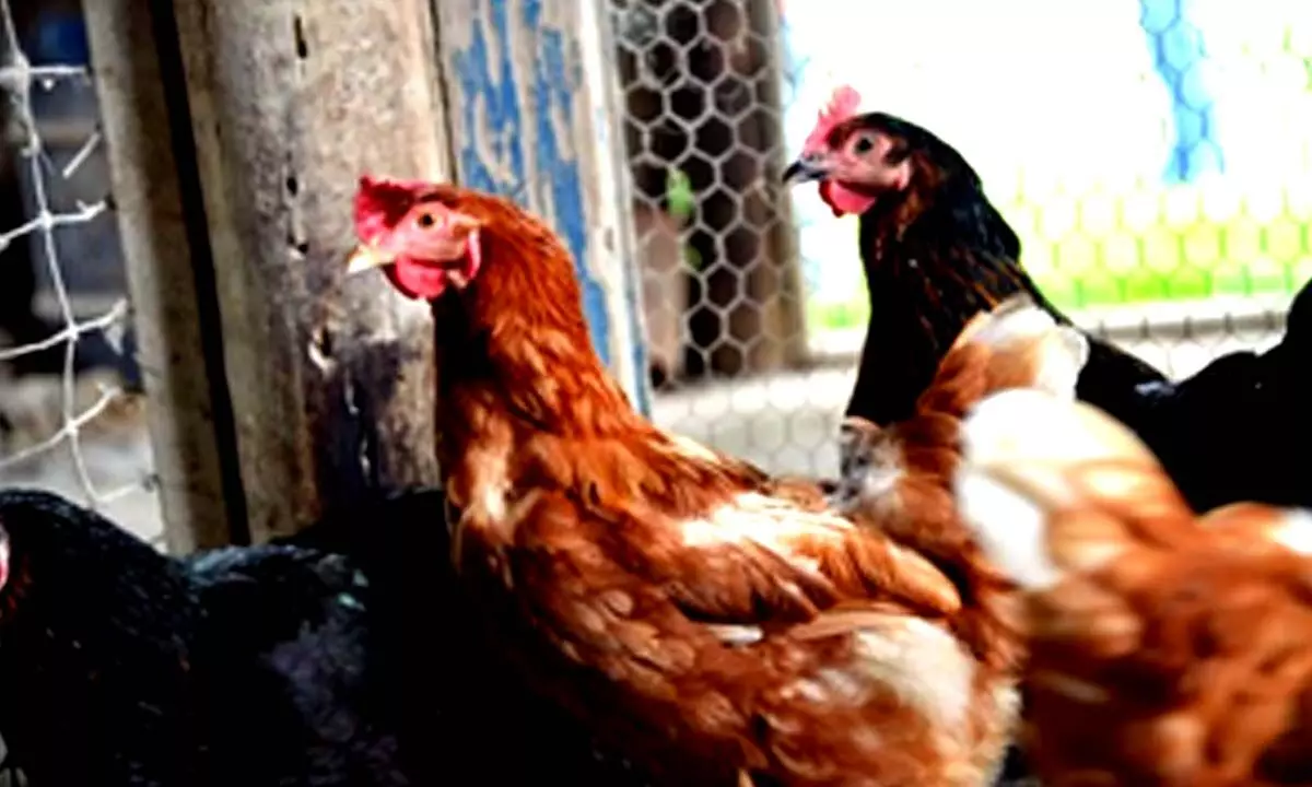 New Zealand researchers use new algorithms to manage bird flu