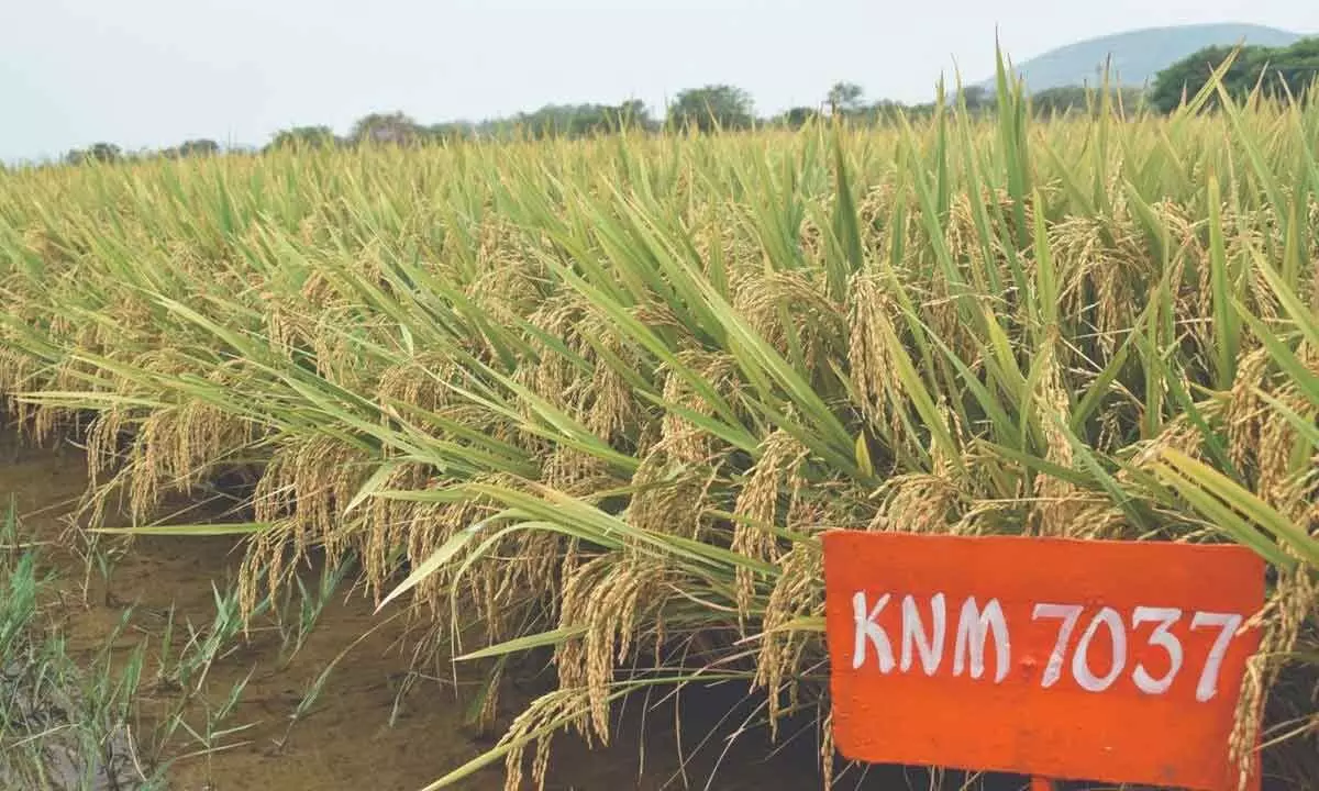 PJTSAU releases high-yielding crop varieties