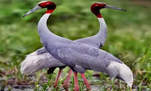 Uttar Pradesh to begin Sarus Crane census on Thursday