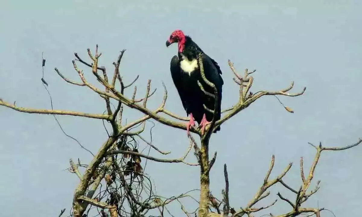 Worlds first Asian King vulture conservation centre in UP