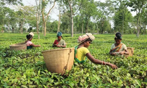 Scarce rain, excessive heat caused fall in tea production in Assam, Bengal: Industry