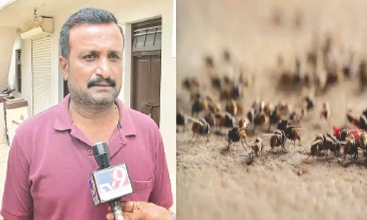 Hebbalu villagers announce Rs 1 lakh reward to those who can solve house fly menace