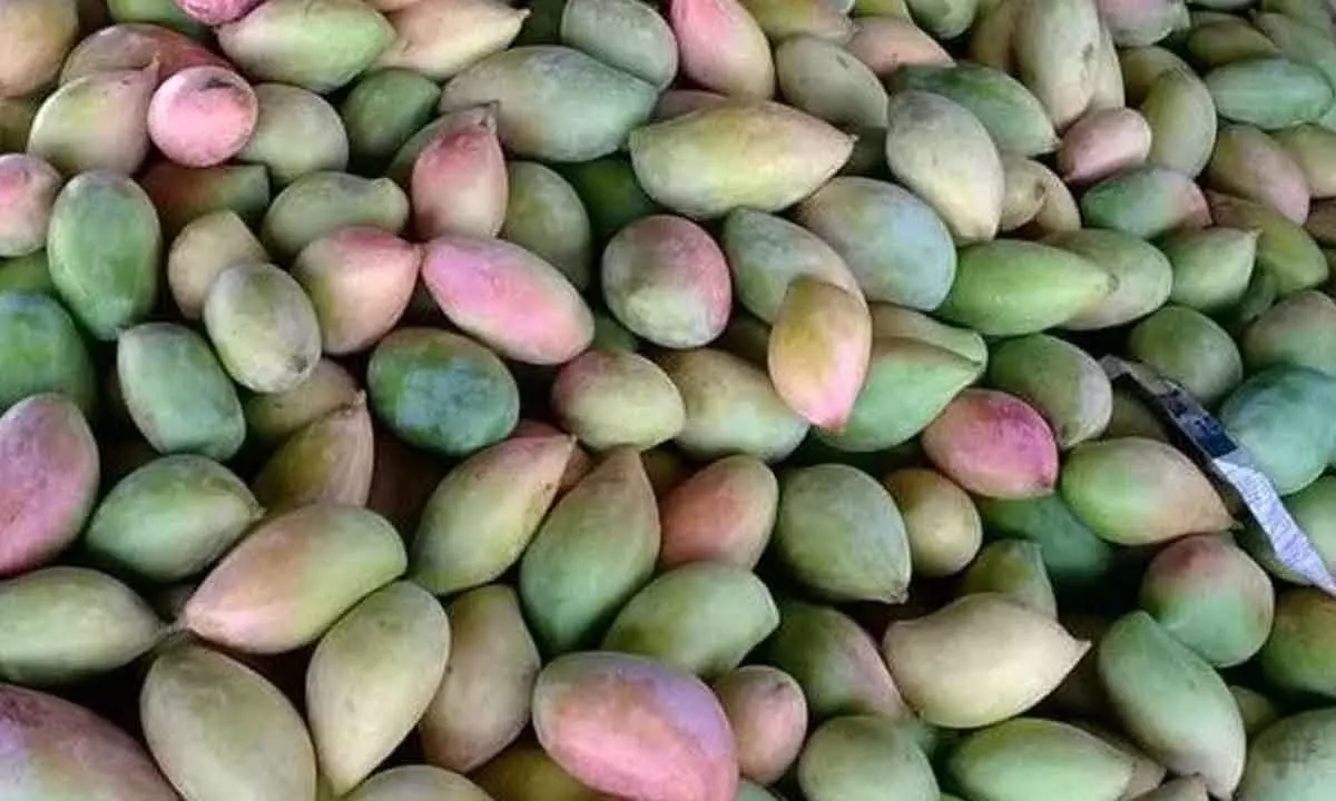 Price distress causes agony to mango farmers in Chittoor