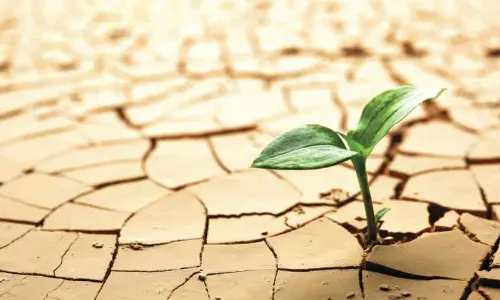 Centre criticised for its slow response to drought relief measures