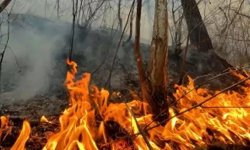 Forest fire kills 5, injures 44 in Turkey