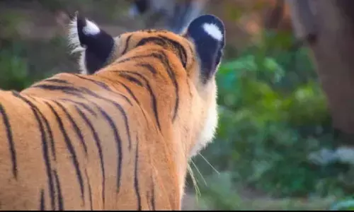 Tiger Terror in Wayanad: Farmers Protest After Livestock Killings