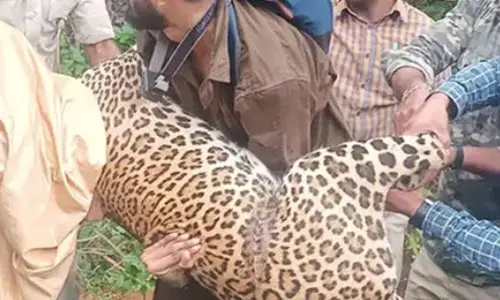 Leopard rescued, released back into forest