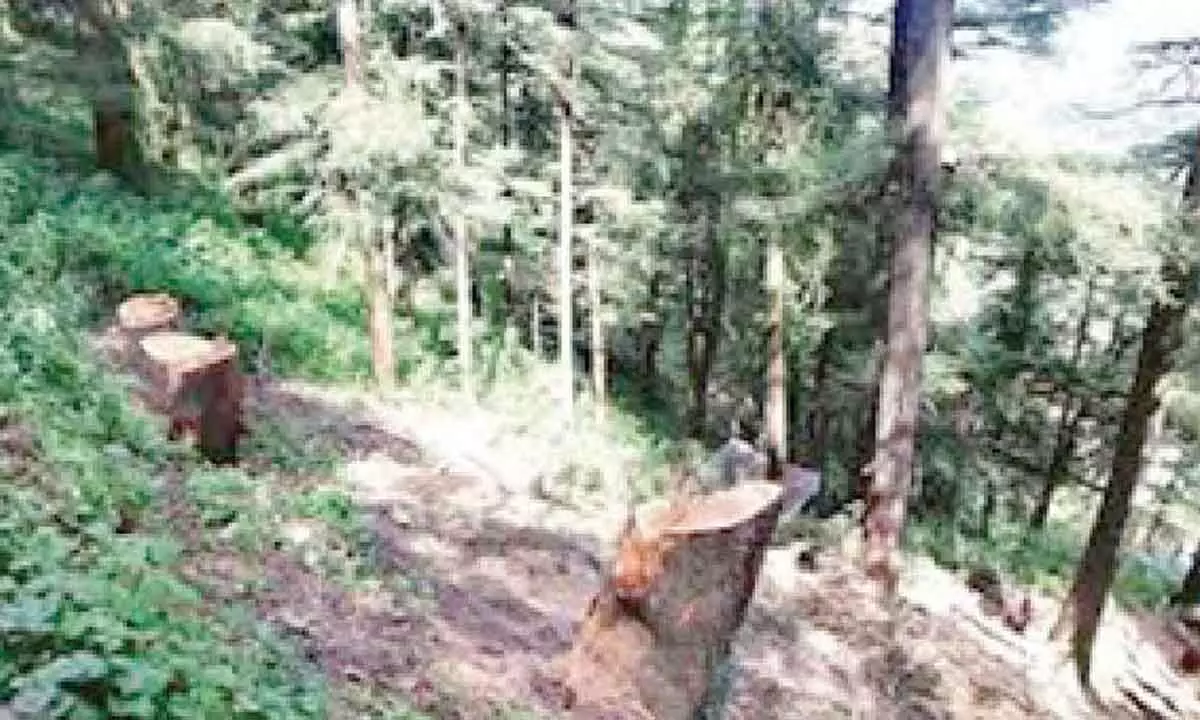 AAP demands LG’s resignation for tree felling