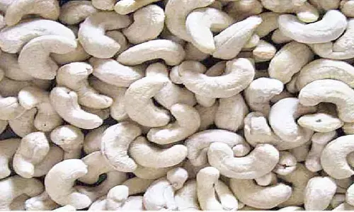 Vietnams cashew nut exports face trade deficit risk