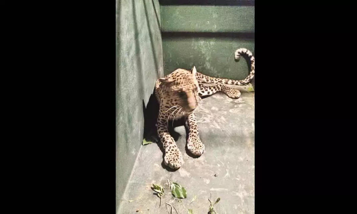 Leopard rescued after 30-hour operation