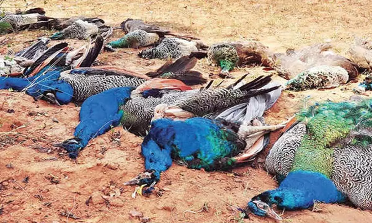 Forest dept implements measures to protect peacocks