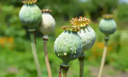 1,500 kg illicit drugs seized, 120 offenders arrested in Afghanistan