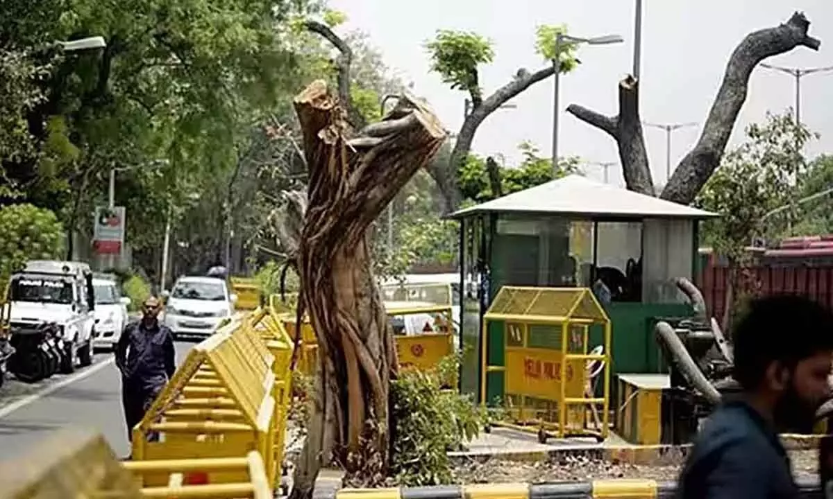 Delhi governments 3-member committee will hold a meeting on July 1  ove  illegal tree cutting in Delhi