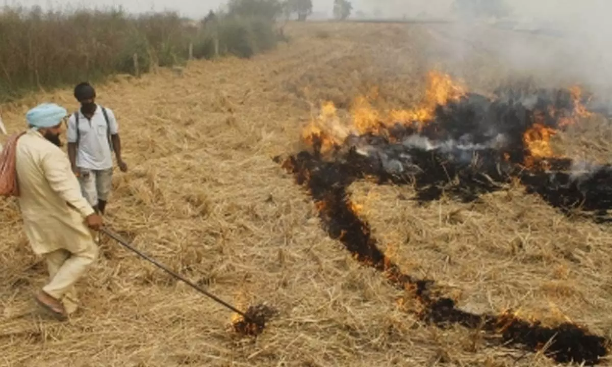 Nearly half of Punjab’s crop residue machine users continue to burn loose straw: Study