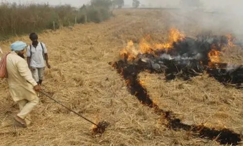 Nearly half of Punjab’s crop residue machine users continue to burn loose straw: Study