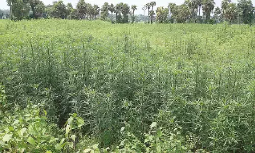 Jute crop at Konampeta  village in Burja mandal