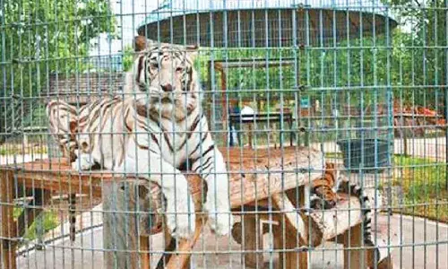 Zoo implements ayurvedic methods to safeguard animals
