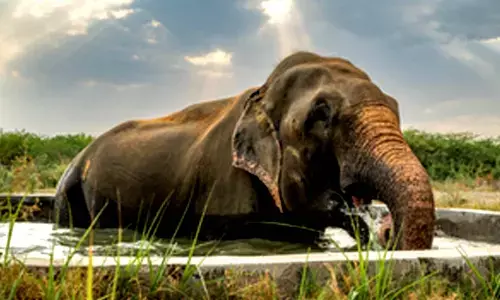 MP wild elephant deaths: Toll touches 7 as 3 more die, two still critical