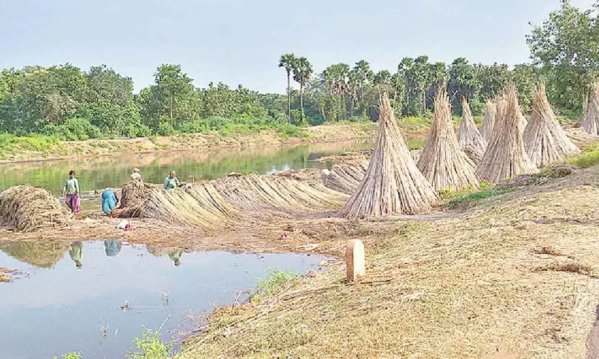 Area of cultivation of jute, mesta crops falls drastically