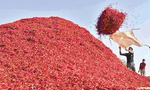 Drop in dry chilli prices dashes farmers’ hopes