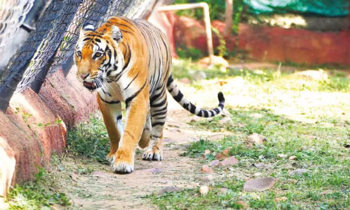 File photo of female tiger Juli