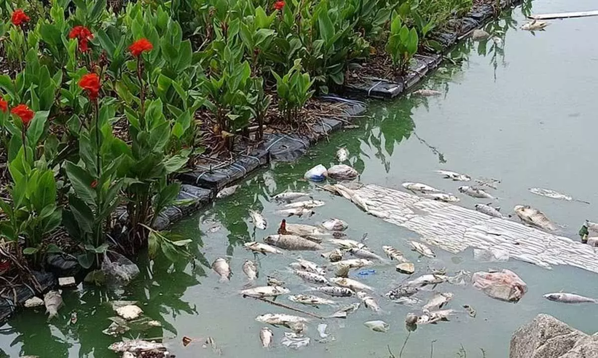 Locals raise alarm over dead fish in Mushki Cheruvu