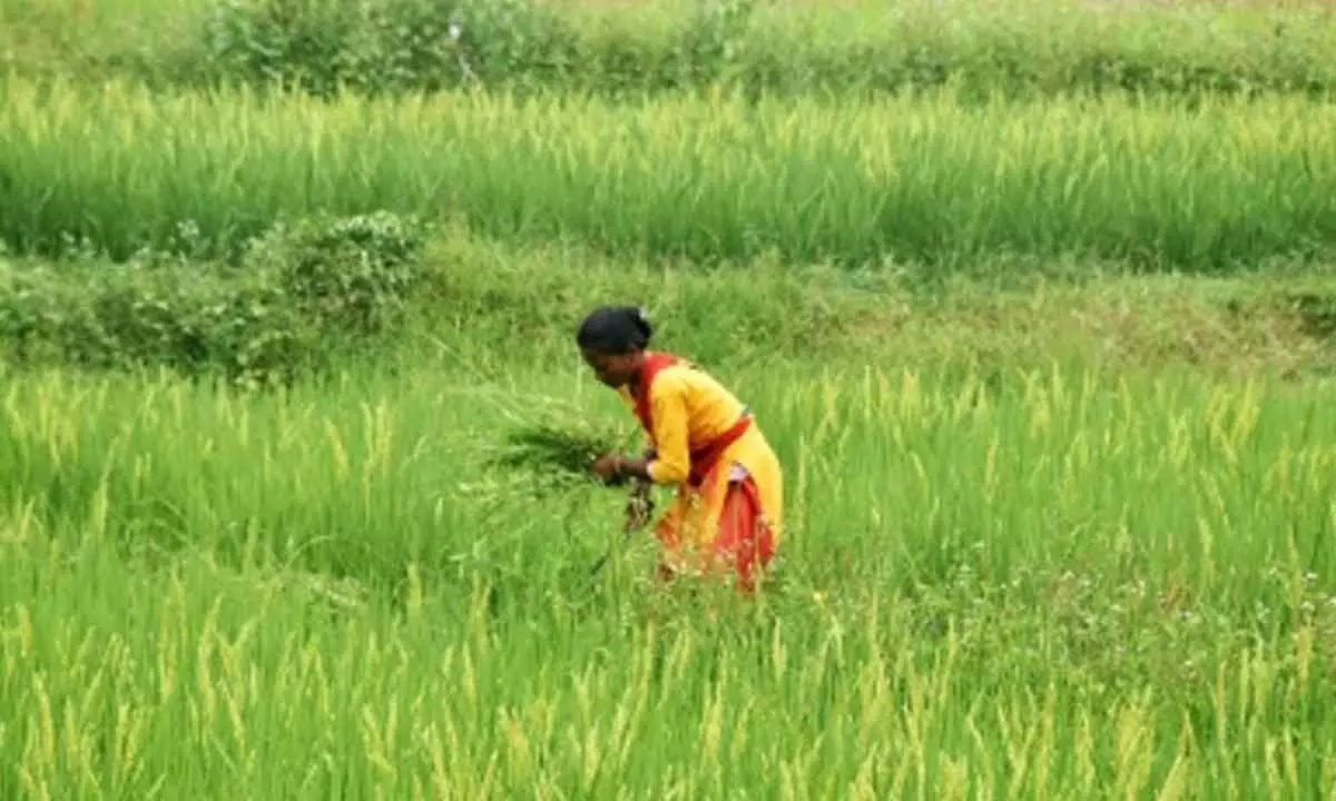 Kharif crop sowing rises by 14.1 pc in 2024, pulses record 50 pc jump