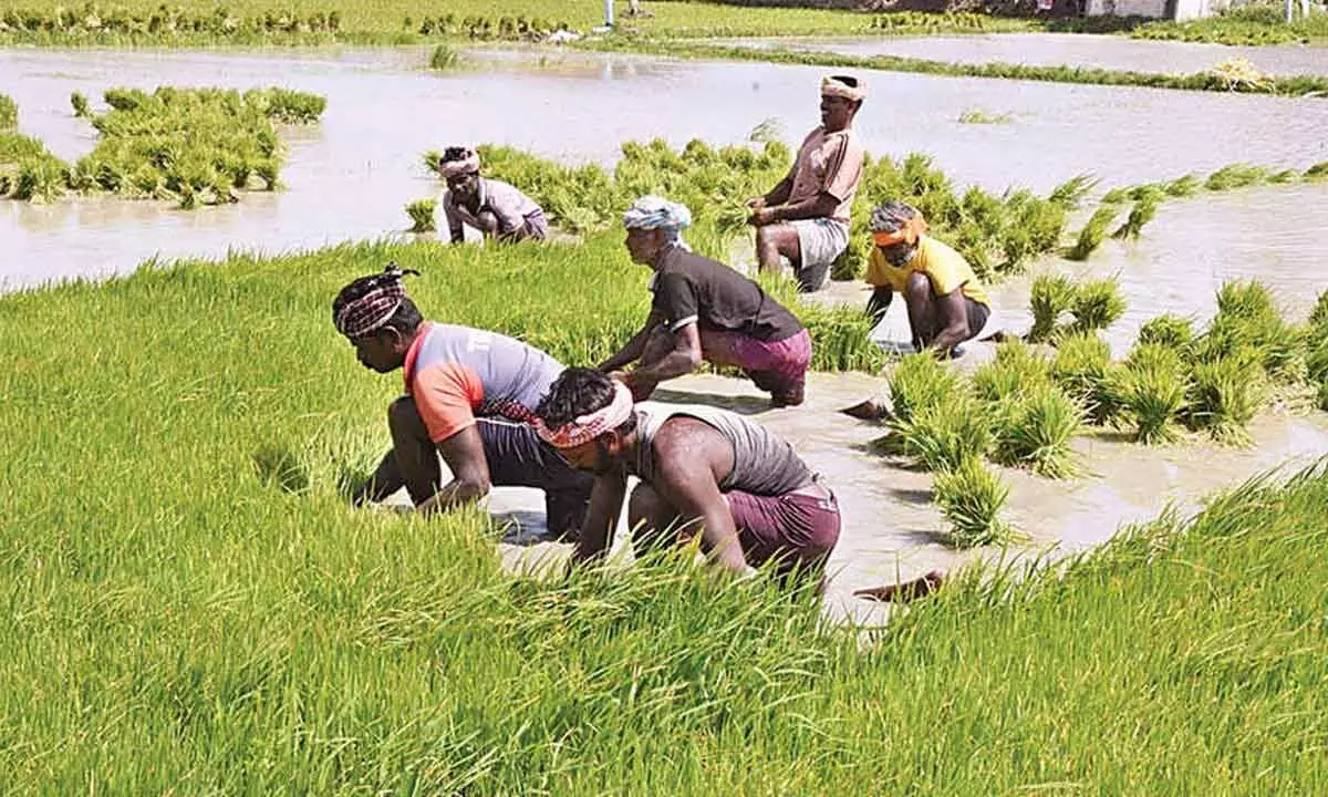 Kharif crop sowing rises by 14.1 pc in 2024