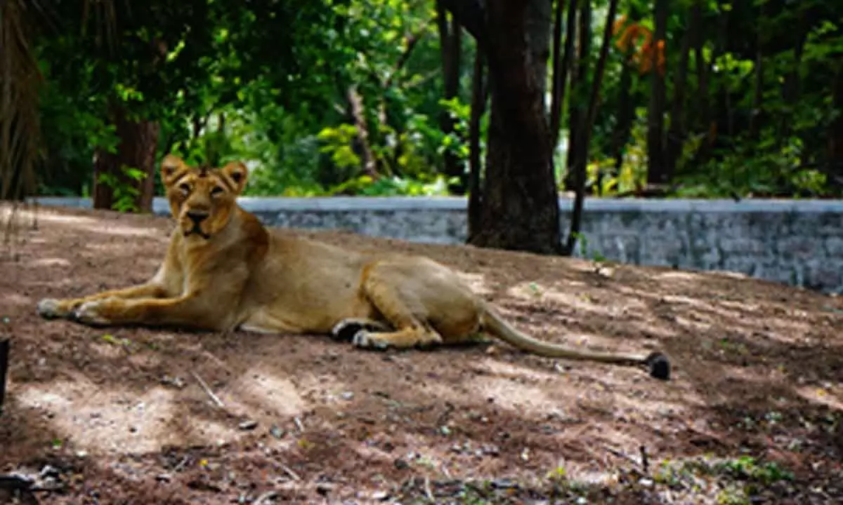 Lioness escapes from enclosure at Hyderabad Zoo, attacks animal keeper