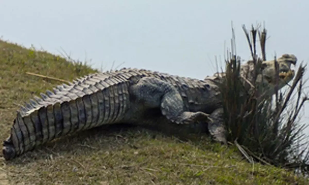 4 meter crocodile that killed Australian child shot dead