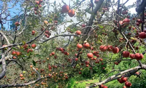 Shimla apples now grow in eastern Uttar Pradesh
