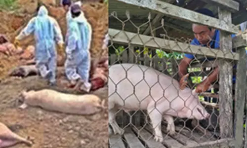 African Swine Fever kills 5,430 pigs in Mizoram