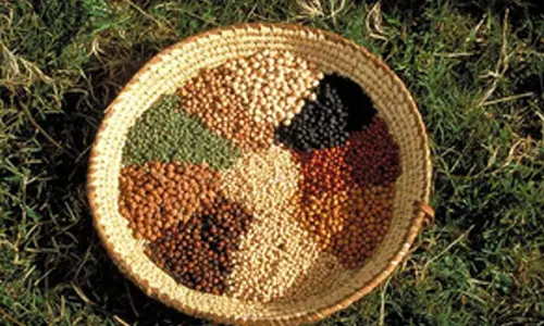 Cabinet gives go-ahead for Rs 11,440 crore plan to achieve self-reliance in pulses