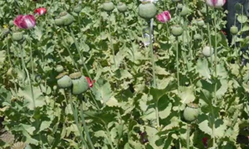 Afghan police destroy seven acres of poppy farms in Afghanistan