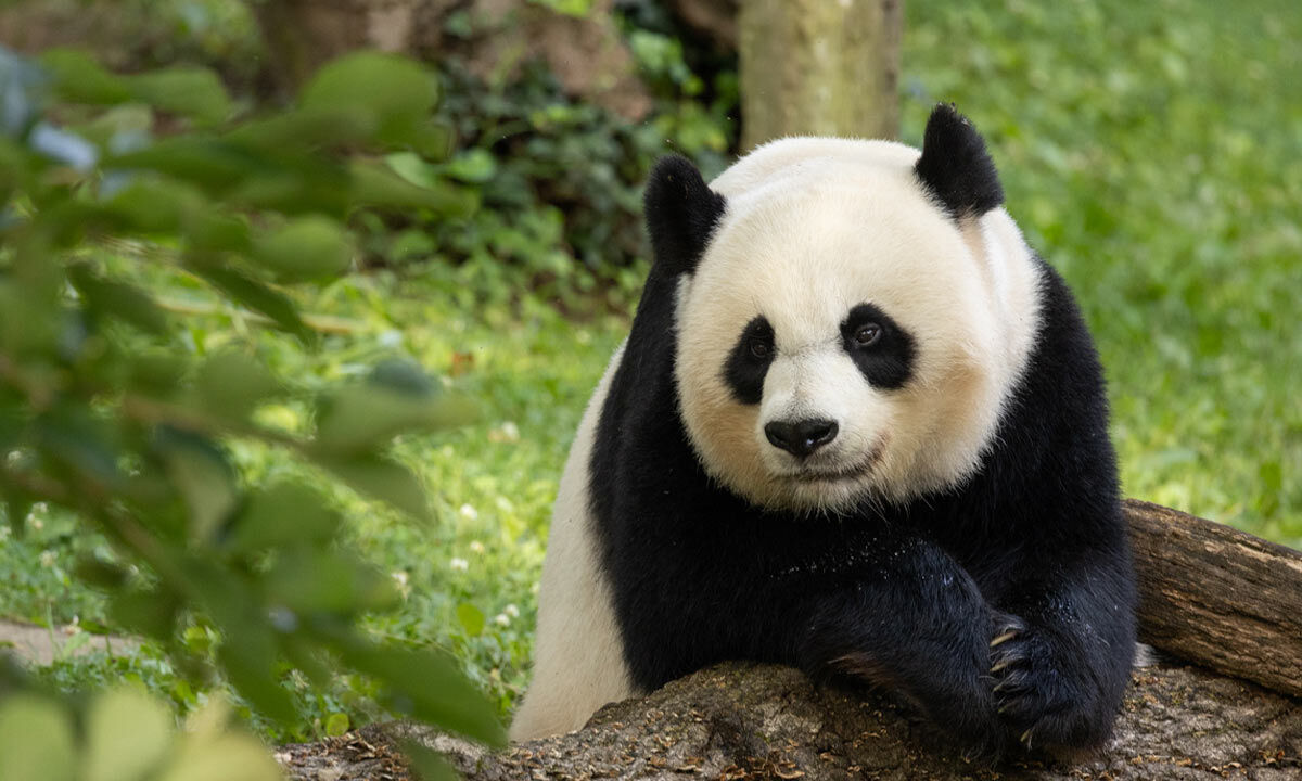 Second giant panda cub born at Dutch Ouwehands Zoo